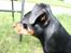 Dvaergpinscher Chaing`ez