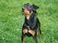 Dvaergpinscher Chaing`ez