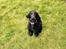 Cocker spaniel Solstrålens helga 