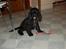 Cocker spaniel Solstrålens helga 