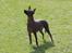 Xoloitzcuintle Tamal
