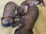 Xoloitzcuintle Tamal