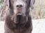 Labrador retriever Louie - Marts 2015
