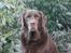 Labrador retriever Louie - Marts 2015