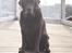 Labrador retriever Louie - Marts 2015