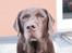 Labrador retriever Louie - Marts 2015