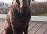Labrador retriever Louie - Marts 2015