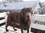 Labrador retriever Louie - Marts 2015