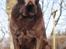 Labrador retriever Louie - Marts 2015