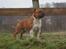Staffordshire bull terrier Primo