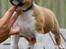 Staffordshire bull terrier Primo