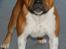 Staffordshire bull terrier Primo
