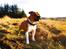 Staffordshire bull terrier Primo
