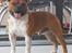 Staffordshire bull terrier Primo