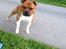 Staffordshire bull terrier Primo