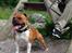 Staffordshire bull terrier Primo