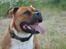 Staffordshire bull terrier Primo