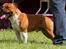 Staffordshire bull terrier Primo