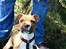 Staffordshire bull terrier Primo