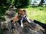 Staffordshire bull terrier Primo