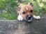 Staffordshire bull terrier Primo