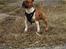 Staffordshire bull terrier Primo