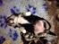 Chihuahua  holmbechs Just Viola (Viola) - omkring 4 uger