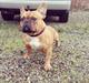 Fransk bulldog Amigo