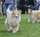 Collie langhåret Nitopets from Venezuela