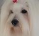 Coton de tulear Dixie