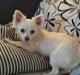 Chihuahua Oscar 