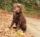 Labrador retriever Knuma Jikke Junior 