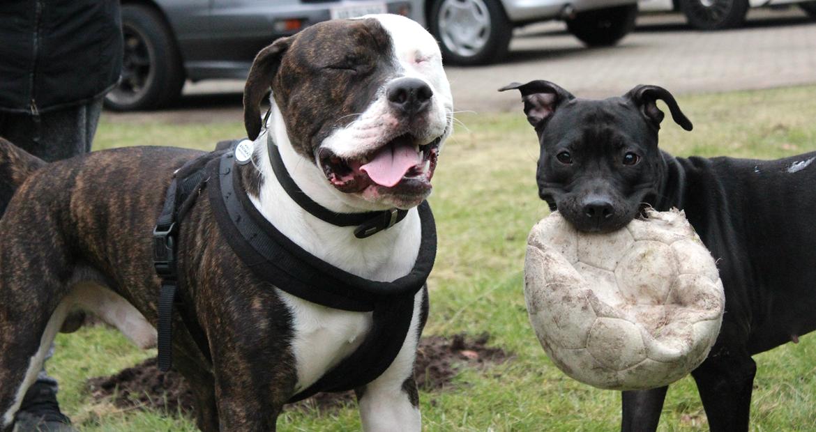 Blanding af racer Shaggie (himmelhund<3) - 11.-02.-'15 Bæbie og Shaggie - et umage par :D billede 22