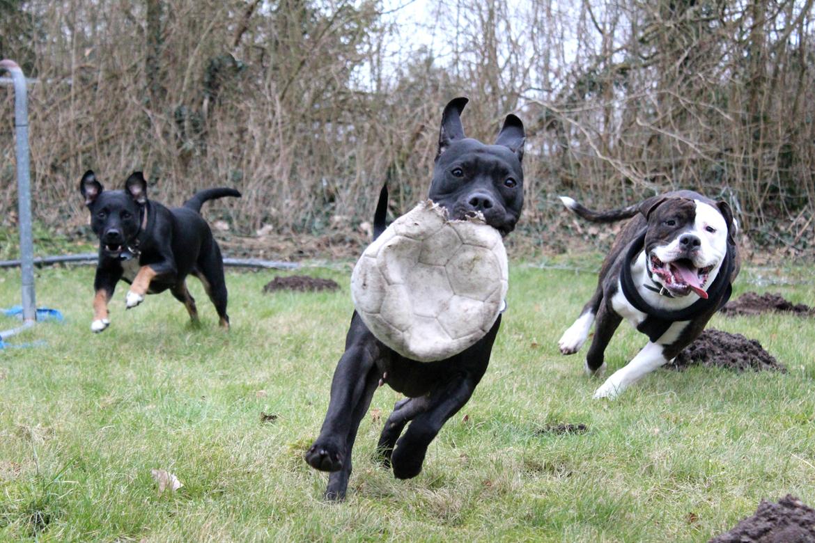 Blanding af racer Shaggie (himmelhund<3) - 11./02./'15 - "storesøster" Ziggy til venstre, Shaggie og kæresten Bæbie til højre. :) billede 6