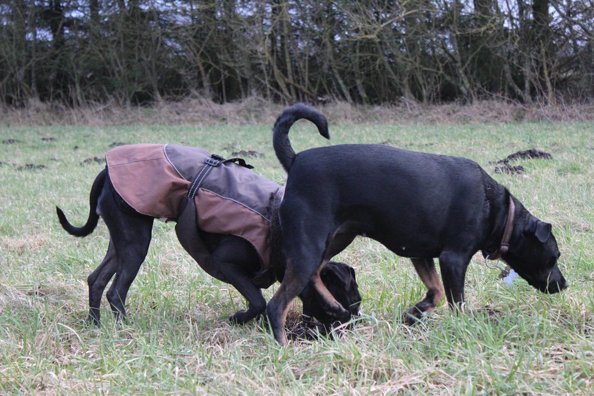 Blanding af racer Shaggie (himmelhund<3) - Shaggie og "storesøster" Ziggy billede 33