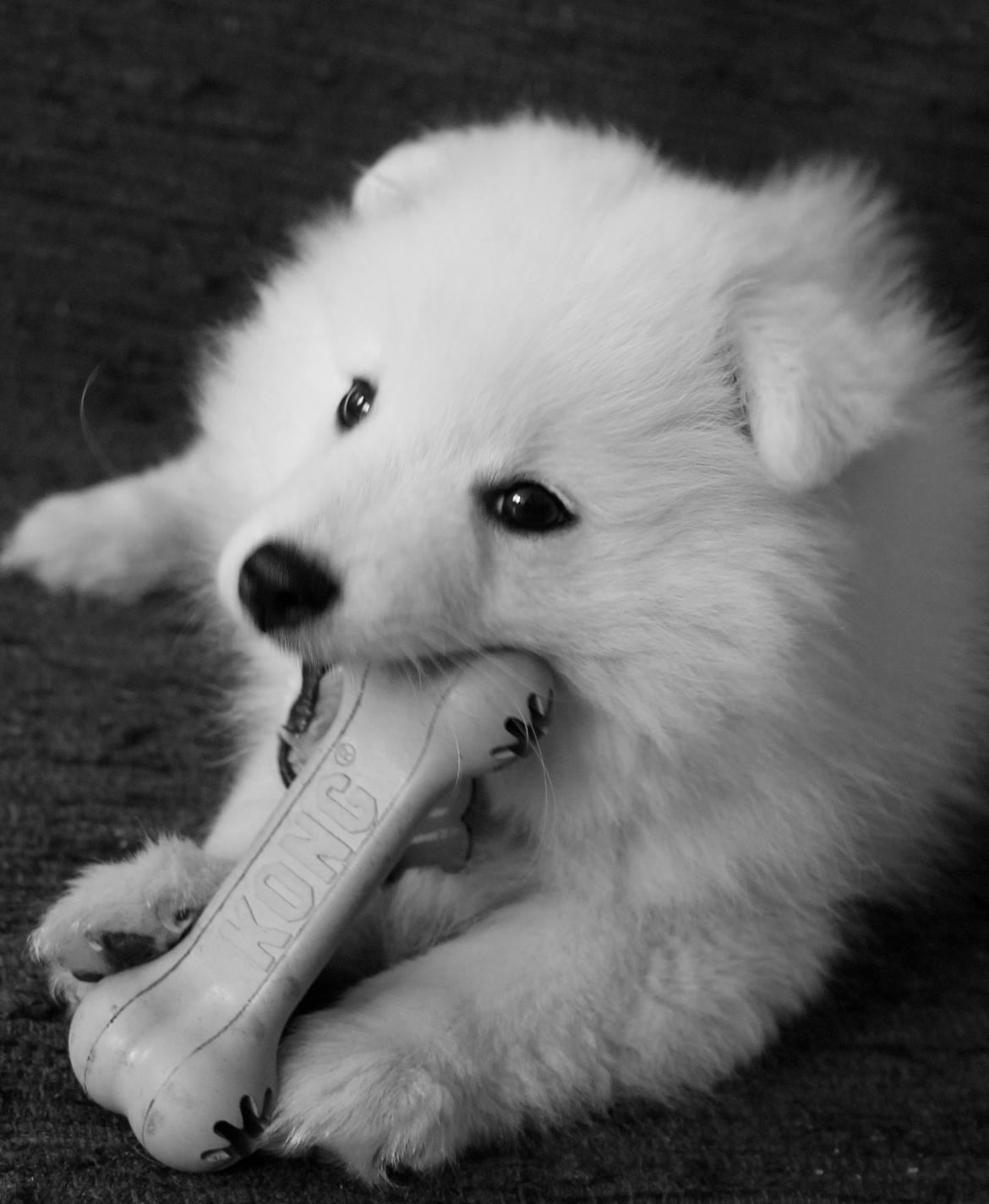 Japansk spids Aggie - Aggie 11 uger billede 1