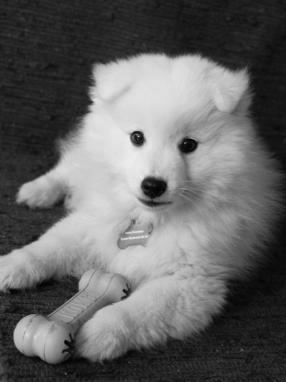 Japansk spids Aggie - Aggie 11 uger billede 2