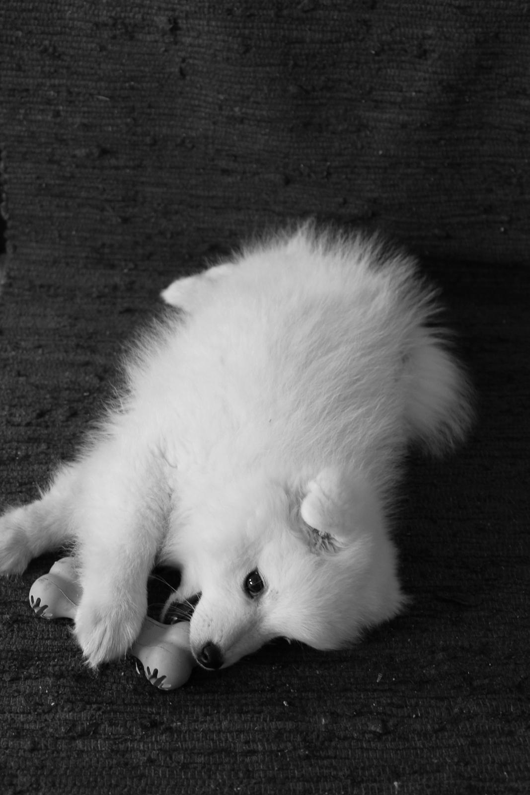 Japansk spids Aggie billede 3