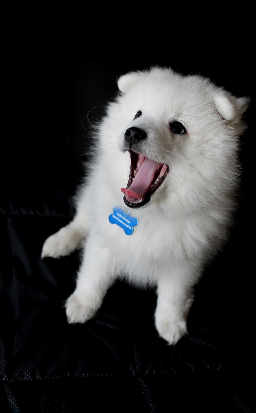 Japansk spids Aggie - Aggie 11 uger billede 4