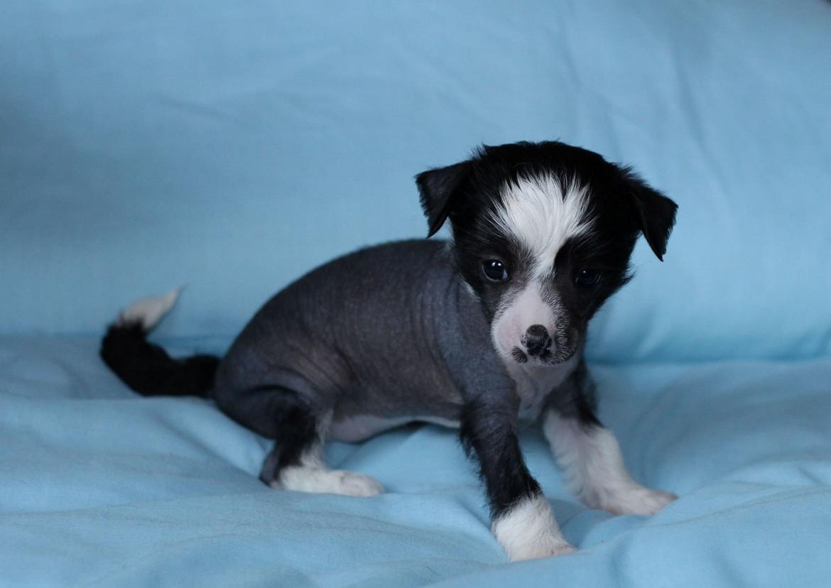 Chinese crested hårløs A Lovely Girl from Lowland Castles billede 1