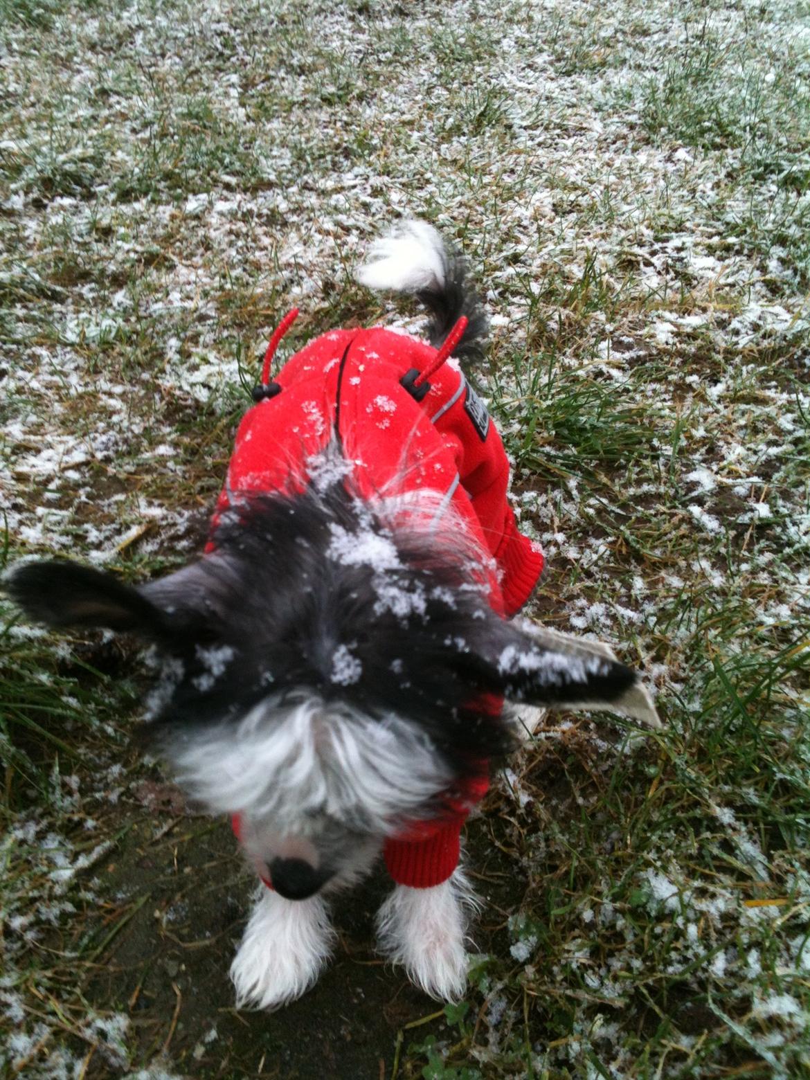 Chinese crested hårløs A Lovely Girl from Lowland Castles billede 3
