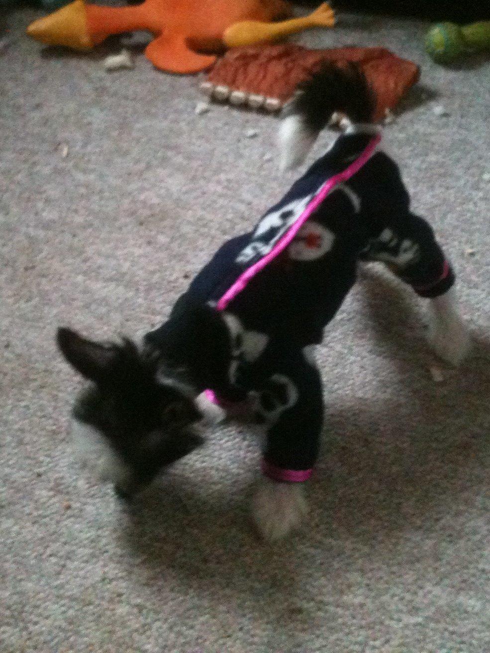 Chinese crested hårløs A Lovely Girl from Lowland Castles billede 4