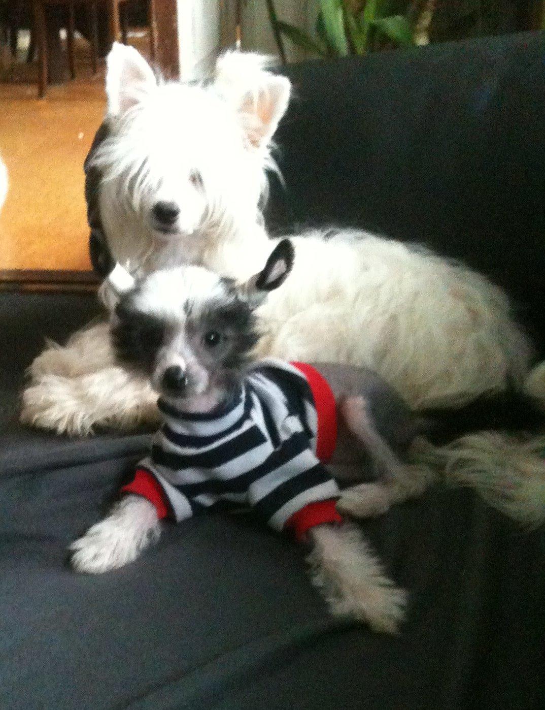 Chinese crested hårløs A Lovely Girl from Lowland Castles billede 5