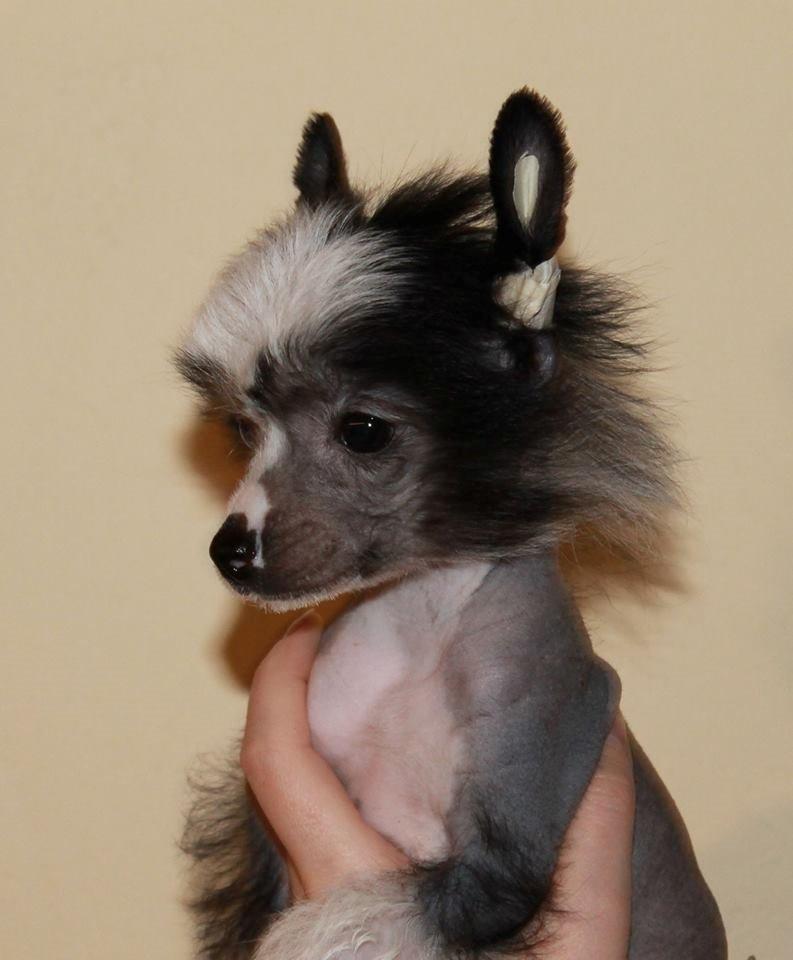 Chinese crested hårløs A Lovely Girl from Lowland Castles billede 2