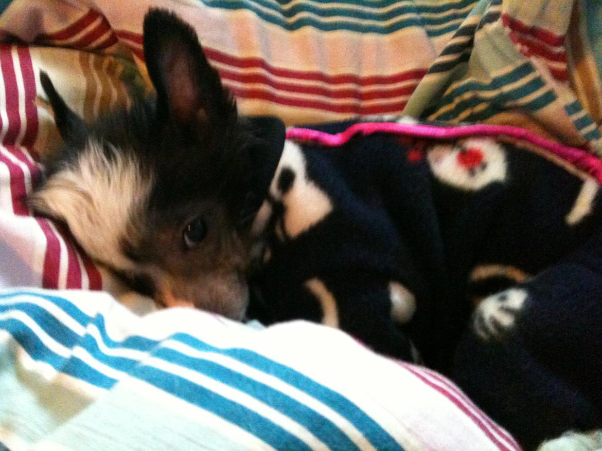 Chinese crested hårløs A Lovely Girl from Lowland Castles billede 6