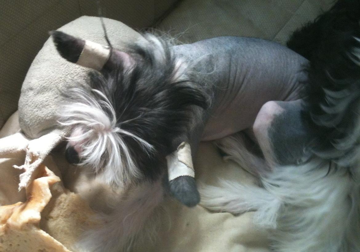 Chinese crested hårløs A Lovely Girl from Lowland Castles billede 7