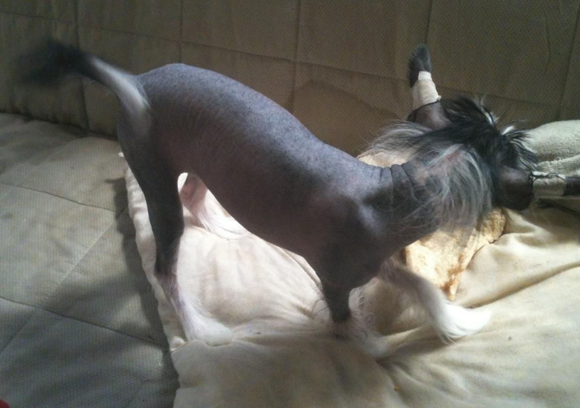 Chinese crested hårløs A Lovely Girl from Lowland Castles billede 9