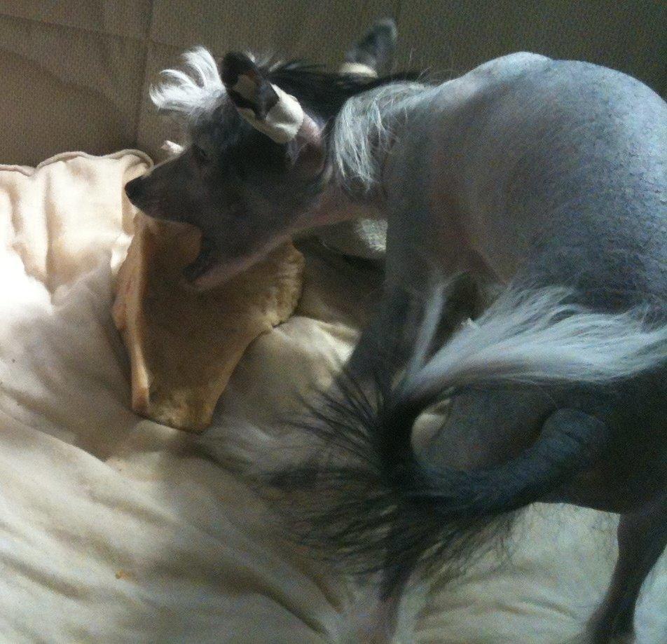 Chinese crested hårløs A Lovely Girl from Lowland Castles billede 10