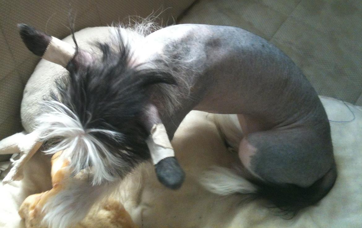 Chinese crested hårløs A Lovely Girl from Lowland Castles billede 11