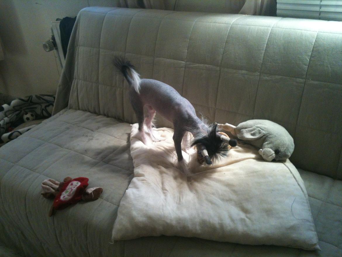 Chinese crested hårløs A Lovely Girl from Lowland Castles billede 8